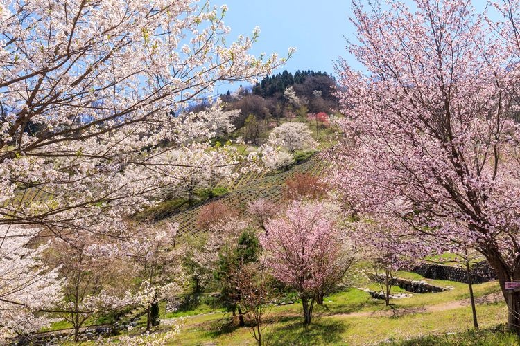 Rikugo's Mountain Cherry Blossoms (Sakura Senkyo)