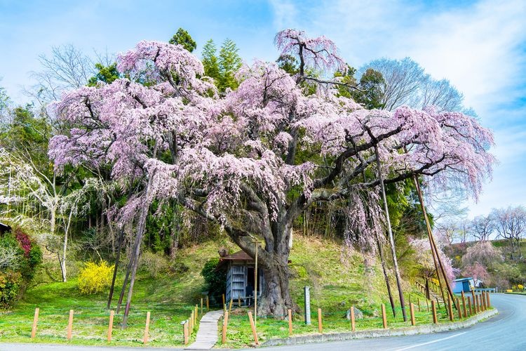 Beni-shidare Jizo Sakura (Red Weeping Cherry Tree with Jizo Statue)