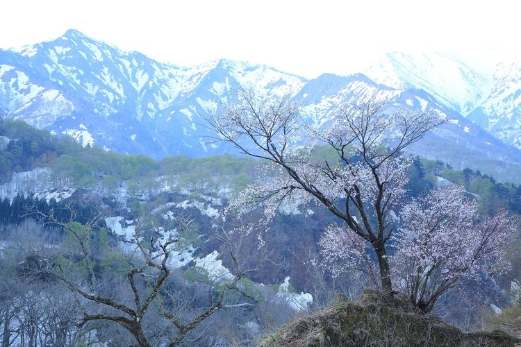 Tarukuchi Pass's Single Cherry Blossom