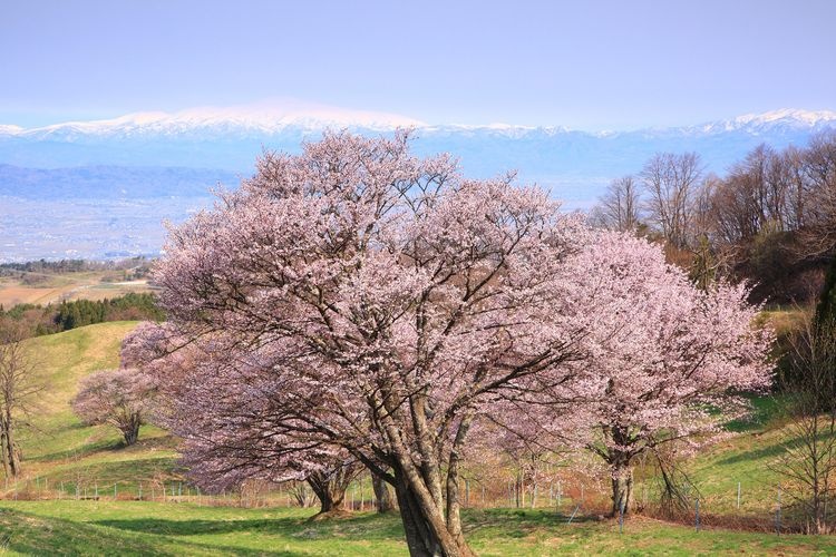 Oyama-zakura Cherry Blossoms at Nishi Zao Pasture