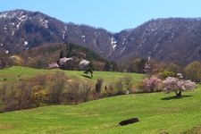 Tourist destination images of Oyama-zakura Cherry Blossoms at Nishi Zao Pasture(2)