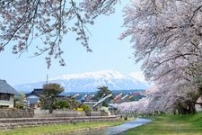 洗沢川の桜並木の観光地画像(1)