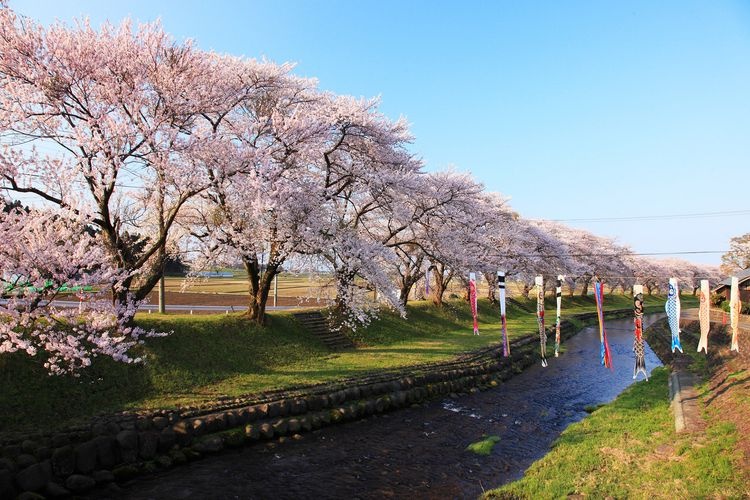 Nakayama River Park Cherry Blossoms