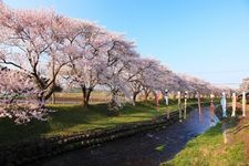 Tourist destination images of Nakayama River Park Cherry Blossoms(1)