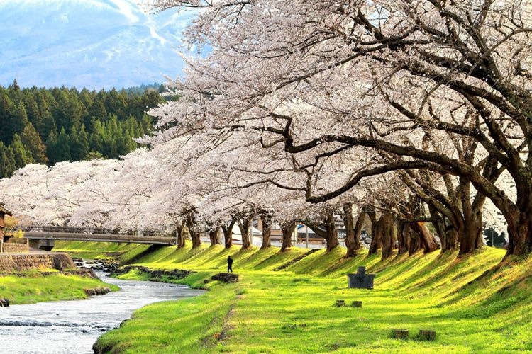 洗沢川の桜並木の観光地画像(2)