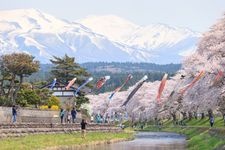 Tourist destination images of Nakayama River Park Cherry Blossoms(2)