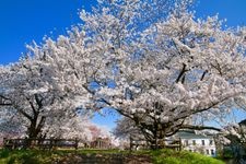 寒河江公園の観光地画像(3)