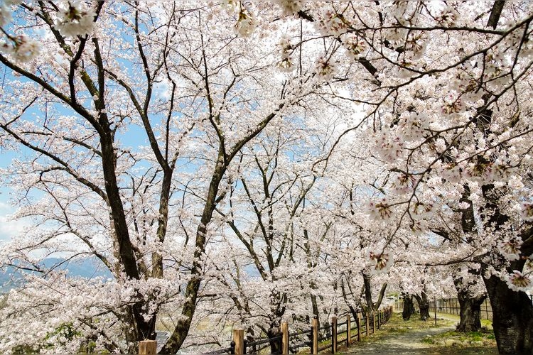 Jinroku Sakura (JR Katsunuma Budougo Station)