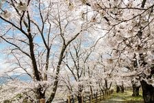 Tourist destination images of Jinroku Sakura (JR Katsunuma Budougo Station)(1)