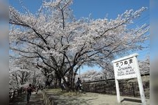 Tourist destination images of Jinroku Sakura (JR Katsunuma Budougo Station)(2)