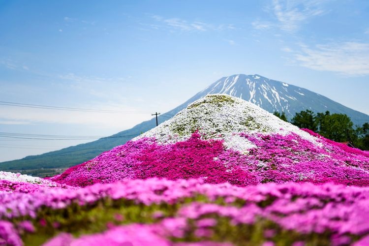 Mishima's Moss Phlox