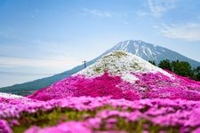 Tourist destination images of Mishima's Moss Phlox(1)