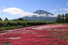 Tourist destination images of Mishima's Moss Phlox(1)