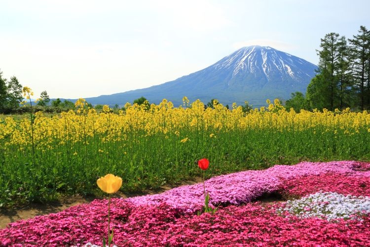 Tourist destination images of Mishima's Moss Phlox(2)