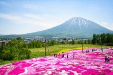 Tourist destination images of Mishima's Moss Phlox(2)