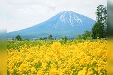 Tourist destination images of Mishima's Moss Phlox(3)