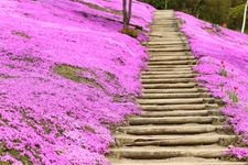 Tourist destination images of Shibazakura Takigami Park(1)