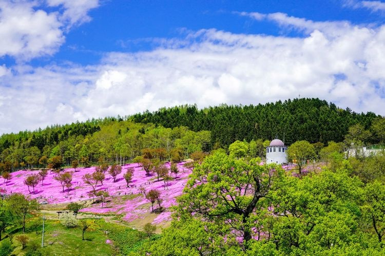 Shibazakura Takigami Park