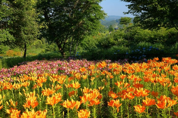 Tourist destination images of Jupia Land Hirata(3)