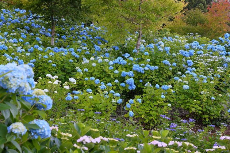 Tourist destination images of Jupia Land Hirata(2)