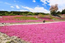 美鄉芝櫻公園的觀光地圖片(1)