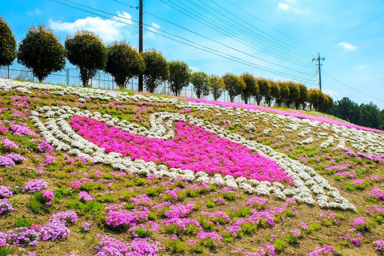 Misato Shibazakura Park