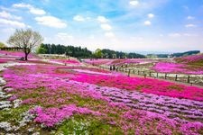 みさと芝桜公園の観光地画像(2)