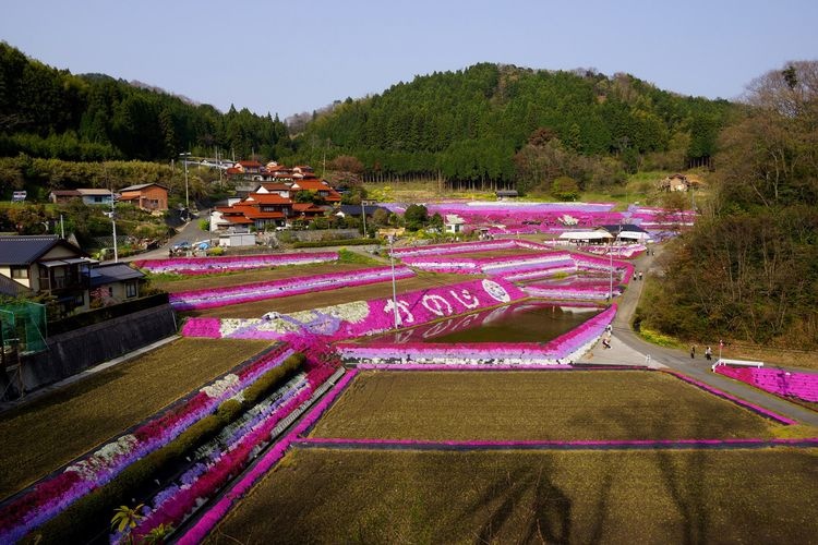 Ōdōri Moss Phlox