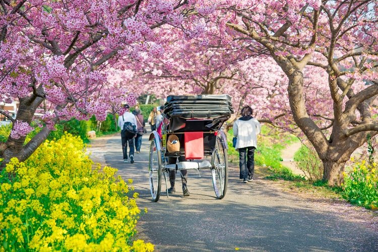 Shimogama Onsen's Kawazu-zakura Cherry Blossoms