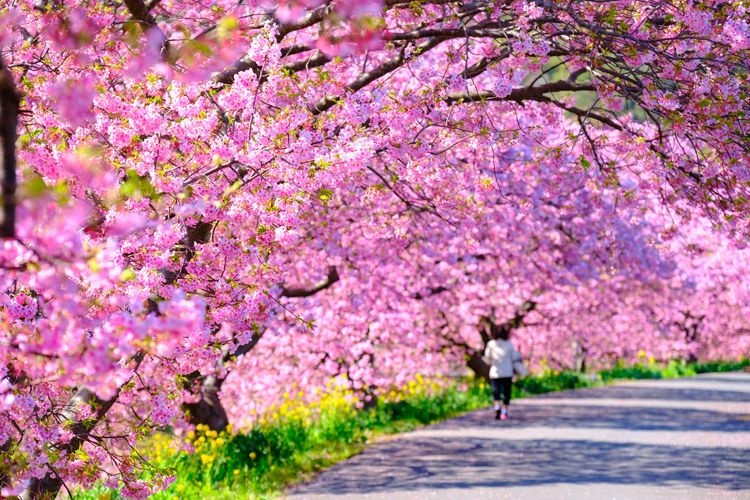 Shimogama Onsen's Kawazu-zakura Cherry Blossoms