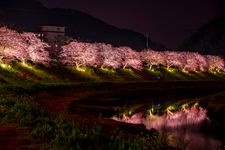 Tourist destination images of Shimogama Onsen's Kawazu-zakura Cherry Blossoms(2)