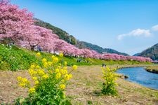 Tourist destination images of Shimogama Onsen's Kawazu-zakura Cherry Blossoms(3)