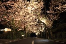 Tourist destination images of Izu Kogen Cherry Blossom Avenue(1)
