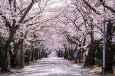 Tourist destination images of Izu Kogen Cherry Blossom Avenue(2)