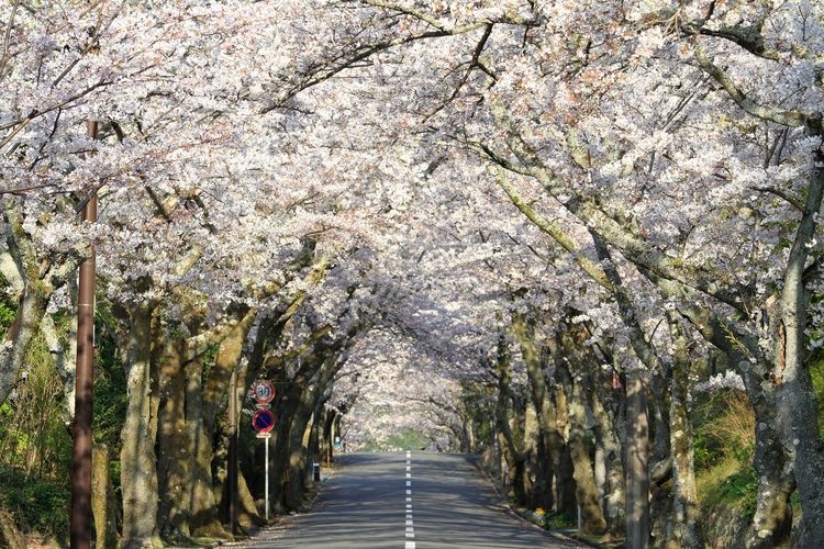 Izu Kogen Cherry Blossom Avenue