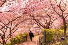 Tourist destination images of Matsuda Mountain Herb Garden(2)