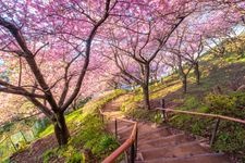 Tourist destination images of Matsuda Mountain Herb Garden(4)