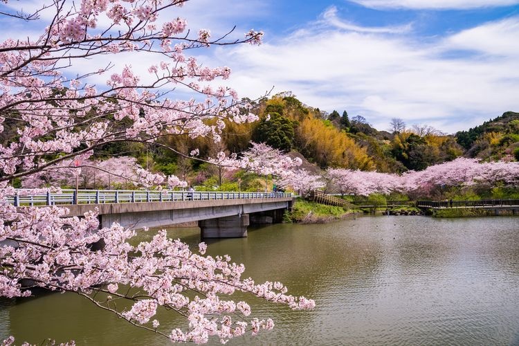 Sakuma Dam Lake Lakeside Park