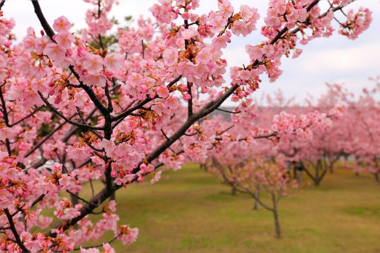 Riverside Park - Kawazu Cherry Blossoms