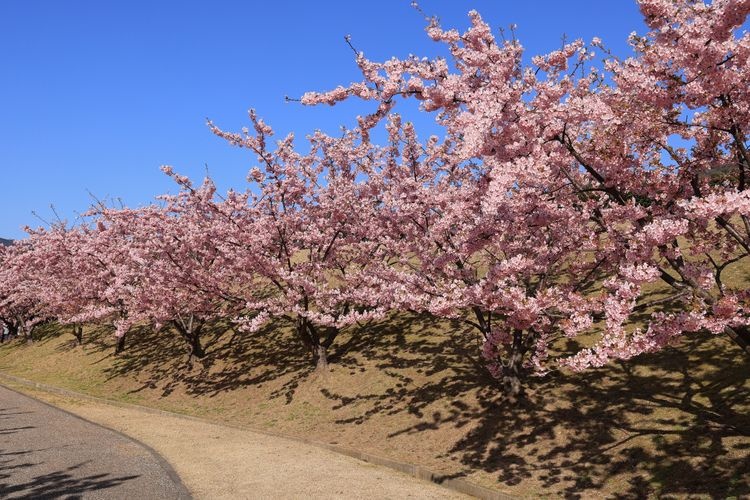 Kawazu Cherry Blossoms at Michi-no-Eki Hagi Sea Mart