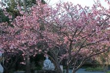 Tourist destination images of Chinkoku-ji Temple(3)