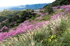 Tourist destination images of Yaeyama Cherry Blossom Avenue(1)