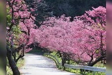 Tourist destination images of Yaeyama Cherry Blossom Avenue(2)