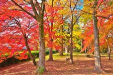 Tourist destination images of Kyoto Gyoen National Garden(2)