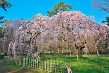 Tourist destination images of Kyoto Gyoen National Garden(3)