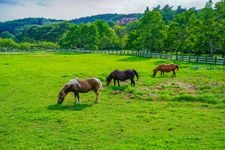 Tourist destination images of Tategamori Ark Farm(2)