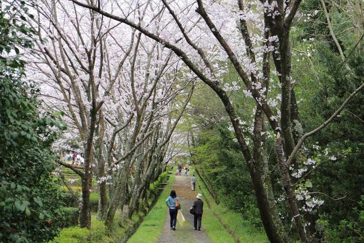 Kinbuchi Forest Park