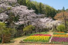 Tourist destination images of Asama Park(1)