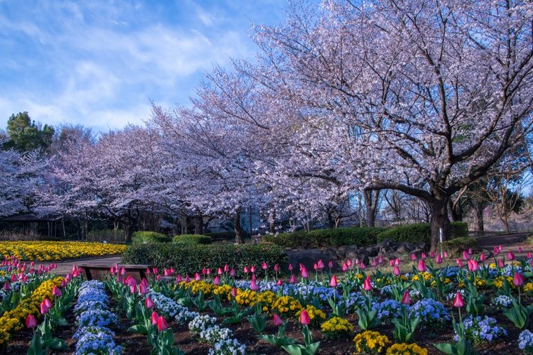 Ōmiya Hanano Oka Nōrin Kōen (Ōmiya Flower Hill Farm Park)