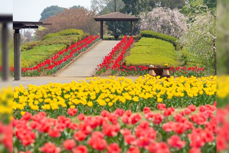 Ōmiya Hanano Oka Nōrin Kōen (Ōmiya Flower Hill Farm Park)